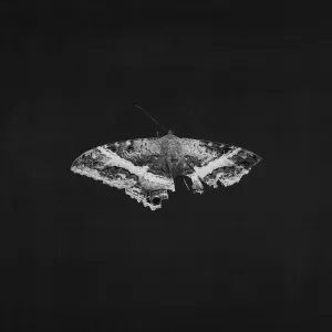 Kendrick Lamar - To Pimp A Butterfly (10 Year Anniversary Edition) 2xLP